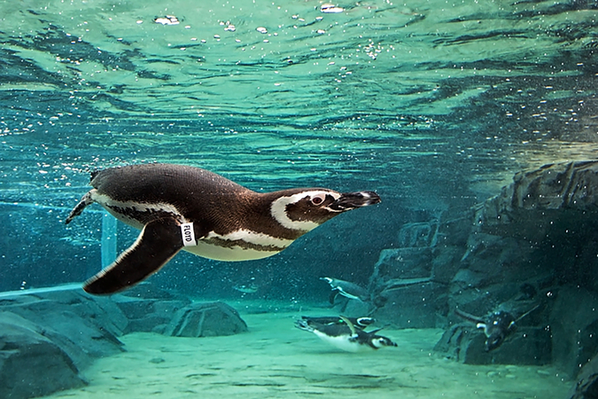 Online aquarium site offers virtual field trips Online aquarium site offers virtual field trips