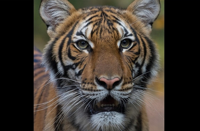 Coughing tiger at the Bronx Zoo tests positive for coronavirus, a 'first case of its kind' in U.S. Coughing tiger at the Bronx Zoo tests positive for coronavirus, a 'first case of its kind' in U.S.