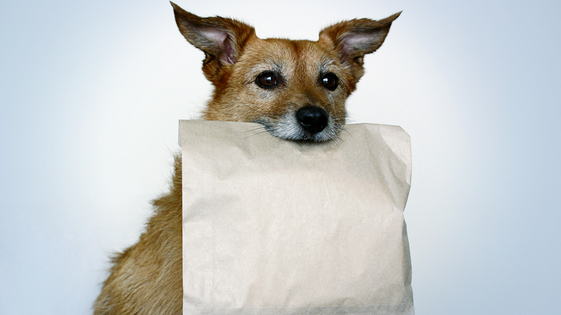 Delivery by dog: A new way to get wine and groceries in the age of social distancing Delivery by dog: A new way to get wine and groceries in the age of social distancing
