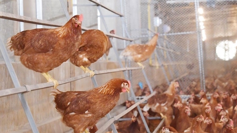 CP cooks up eco-friendly chicken feed CP cooks up eco-friendly chicken feed