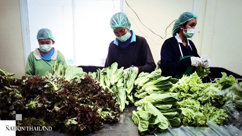 Provinces urged to boost food production during curfew Provinces urged to boost food production during curfew