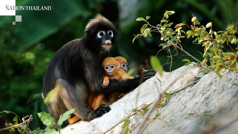 Langurs relax during lockdown Langurs relax during lockdown