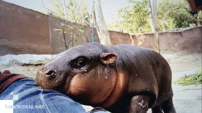 Funny hippos win hearts Funny hippos win hearts