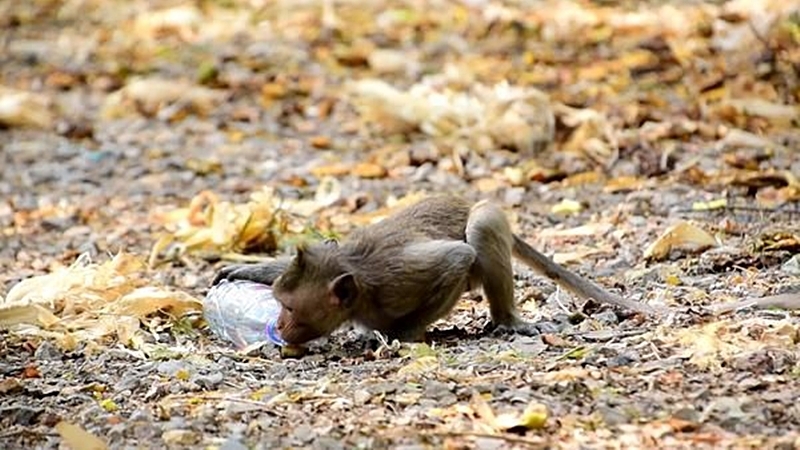 Petchabun monkeys starving in absence of tourists Petchabun monkeys starving in absence of tourists