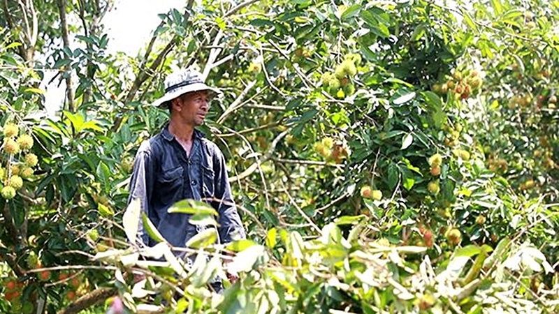 Elephants gorge on fruit buffet as curfewed farmers stand helpless Elephants gorge on fruit buffet as curfewed farmers stand helpless