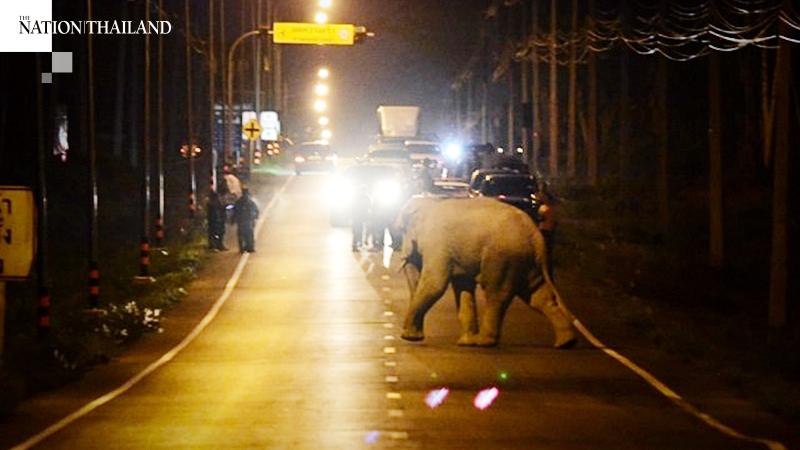 Wild elephants guided back into sanctuary forest Wild elephants guided back into sanctuary forest