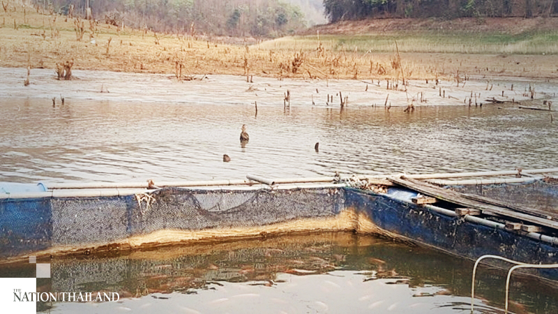 Drought leaves Phrae fish farms gasping for life Drought leaves Phrae fish farms gasping for life