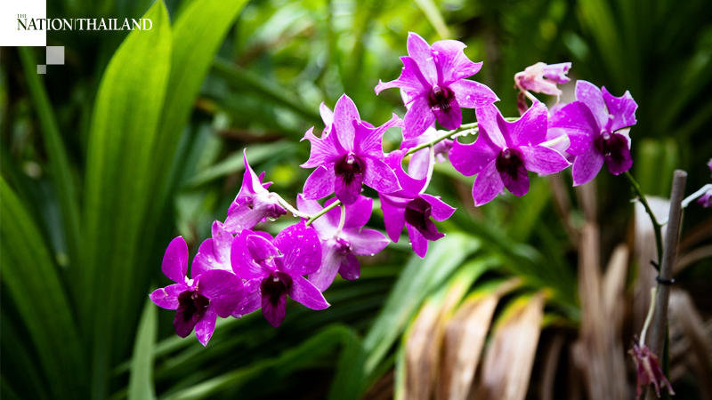Call for help as orchid export industry wilts badly Call for help as orchid export industry wilts badly