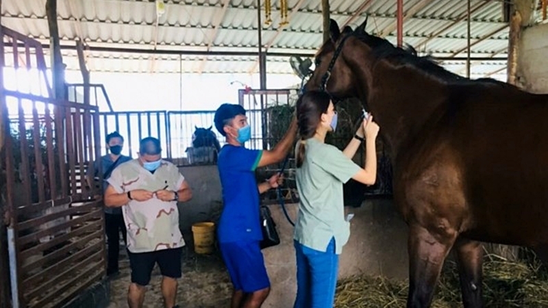 Almost 300 horses die from sickness Almost 300 horses die from sickness