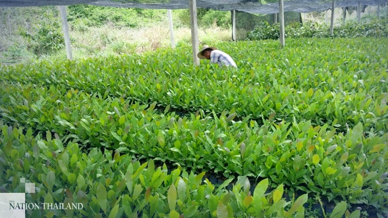 Northern forests to rise from the ashes with mass replanting campaign Northern forests to rise from the ashes with mass replanting campaign