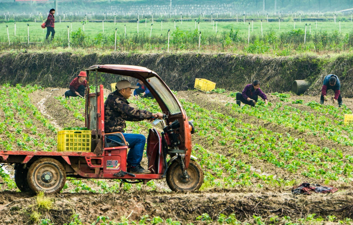 Plowing work a positive sign in China's agriculture Plowing work a positive sign in China's agriculture