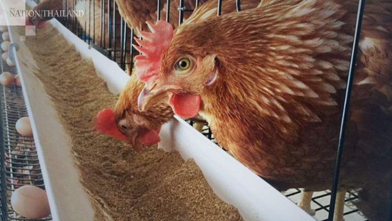 Ministry explores new markets for chicken exports as domestic sales plummet Ministry explores new markets for chicken exports as domestic sales plummet