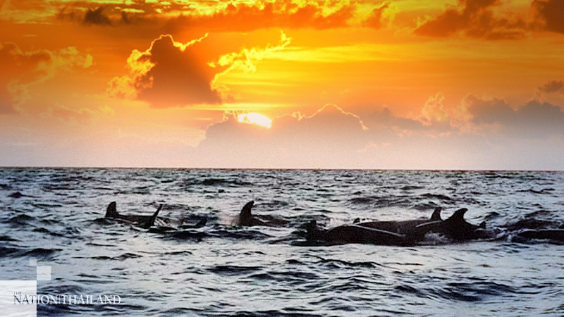 Ko Rok plays host to false killer whales Ko Rok plays host to false killer whales