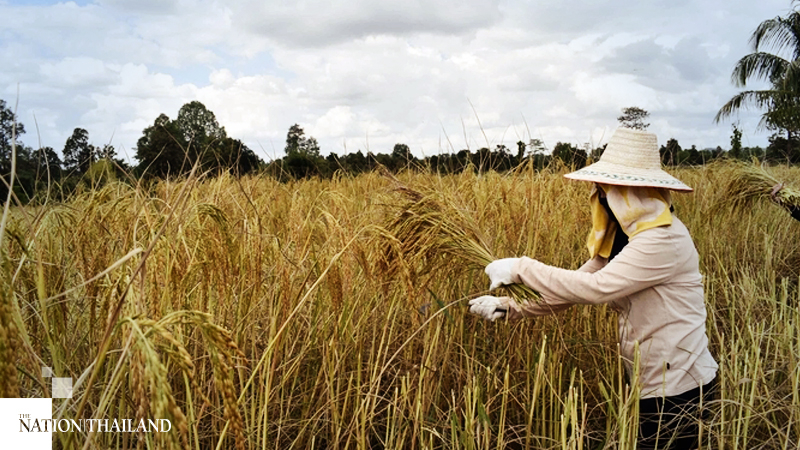 One million farmers urged to update status to receive Bt15,000 payments One million farmers urged to update status to receive Bt15,000 payments