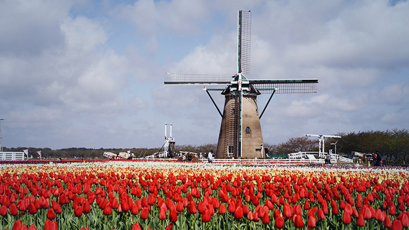 In Japan city square, 800,000 tulip heads lopped off to deter visitors In Japan city square, 800,000 tulip heads lopped off to deter visitors