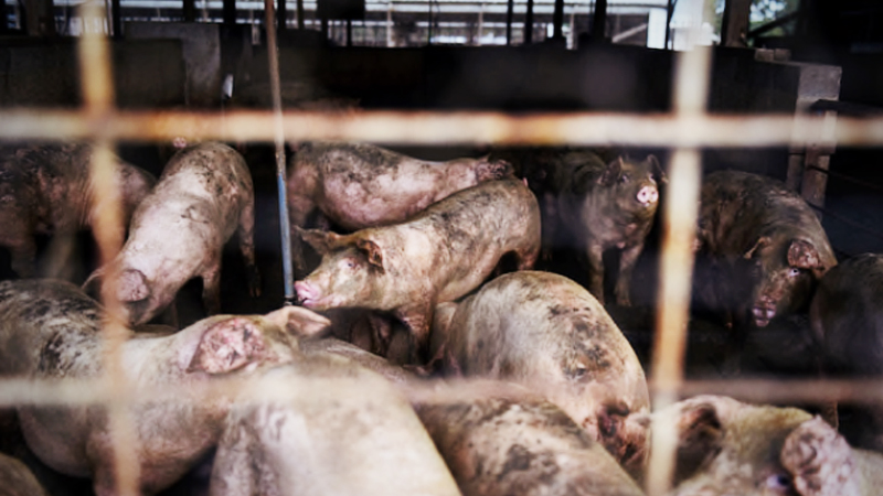 Farmers destroy pigs after factories close Farmers destroy pigs after factories close