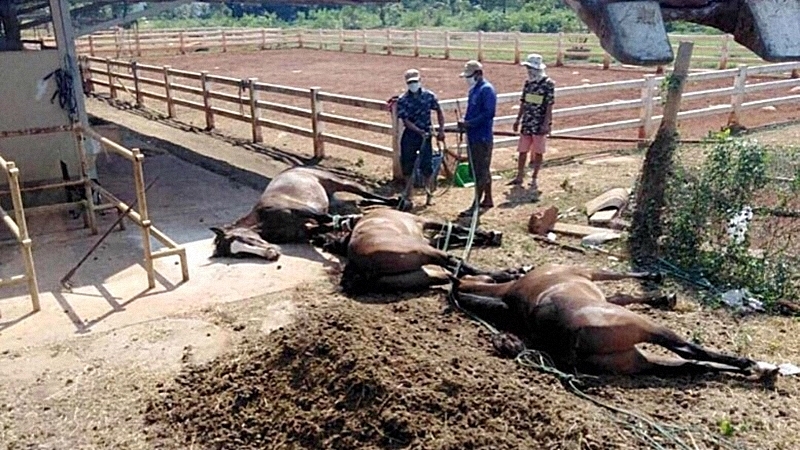 Zebras seen as source of disease that is killing horses in Thailand Zebras seen as source of disease that is killing horses in Thailand
