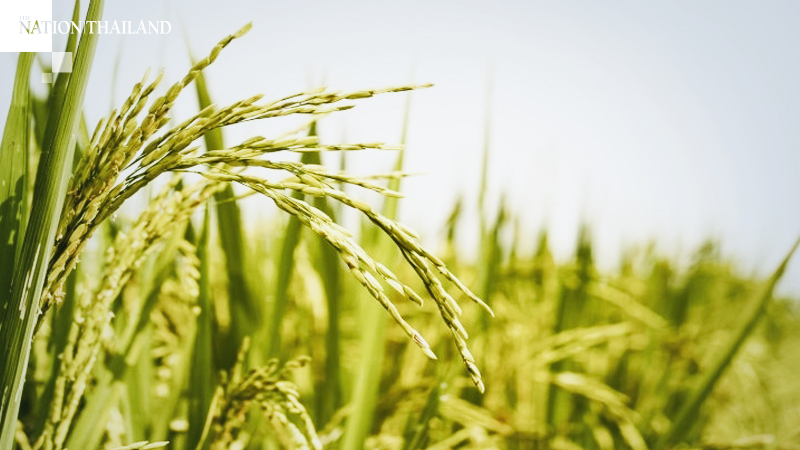 Udon Thani farmers decline rice sales Udon Thani farmers decline rice sales