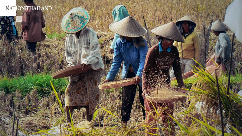 Spoiling rice in Vietnam show perils of food protectionism