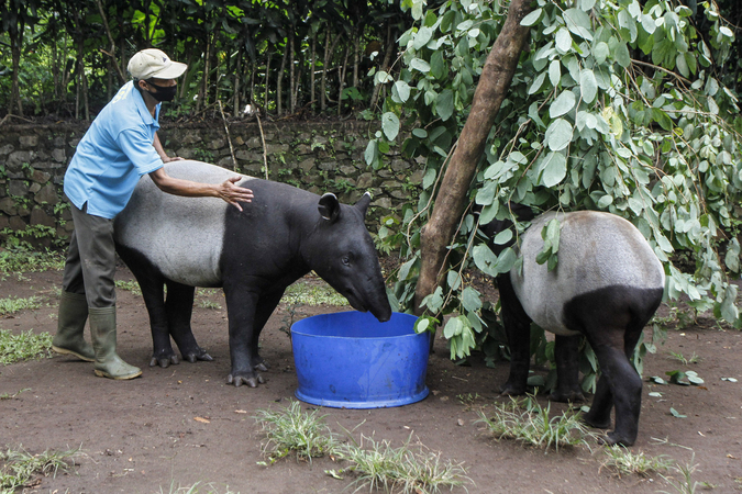 Thousands of animals in Indonesian zoos may soon go hungry Thousands of animals in Indonesian zoos may soon go hungry