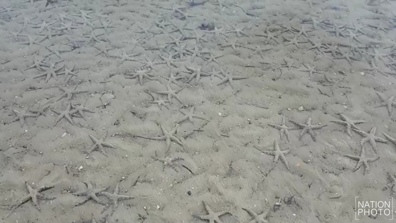 Krabi’s starfish haven Ao Siao gets ready for post-virus tourist influx Krabi’s starfish haven Ao Siao gets ready for post-virus tourist influx