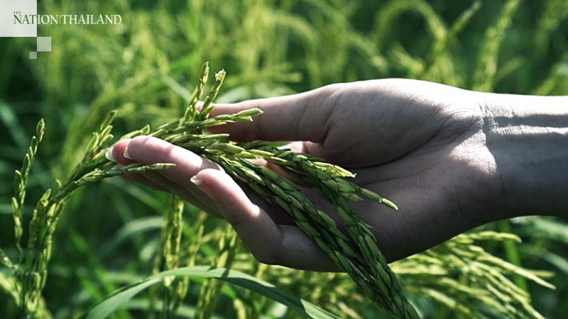 Postpone ban on paraquat and chlorpyrifos, urges TCC Postpone ban on paraquat and chlorpyrifos, urges TCC