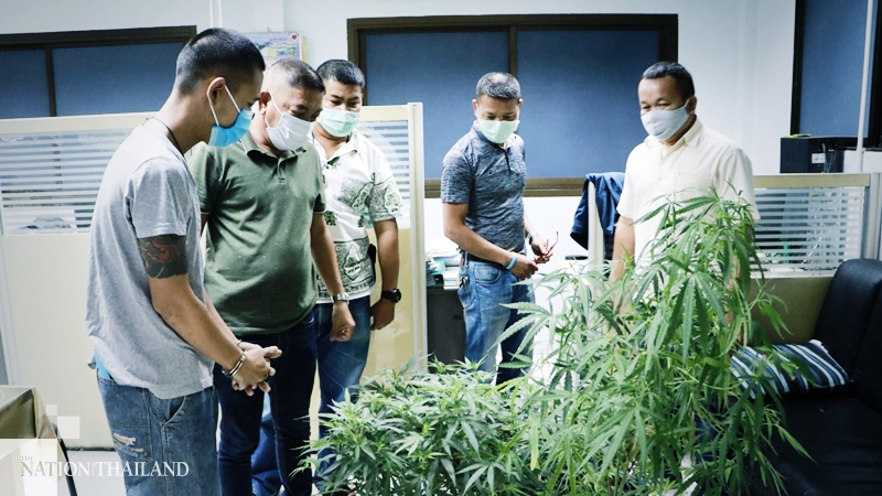 Man held after cannabis found at Bangkok home Man held after cannabis found at Bangkok home