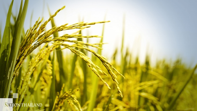 Bank forecasts rise in food prices next month Bank forecasts rise in food prices next month