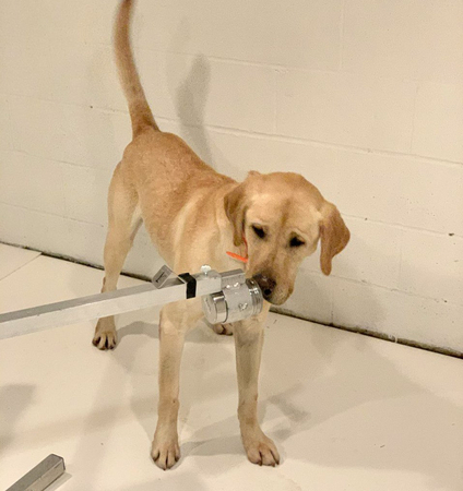Dogs are being trained to sniff out coronavirus cases Dogs are being trained to sniff out coronavirus cases