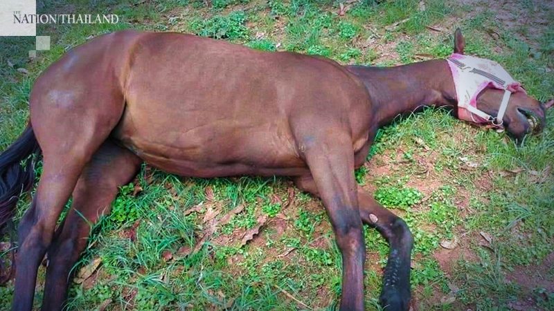 Symptoms of African horse sickness aired as Thailand suffers first-ever outbreak Symptoms of African horse sickness aired as Thailand suffers first-ever outbreak