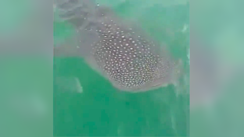 Whale shark spotted basking in traffic-free seas Whale shark spotted basking in traffic-free seas