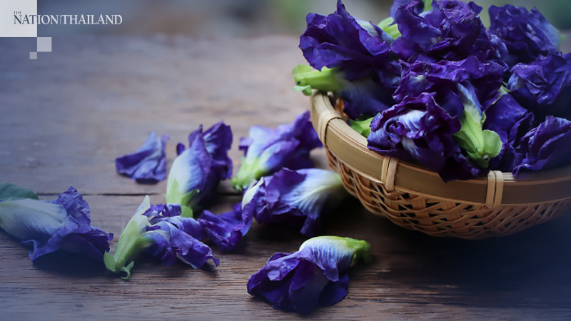 Indonesia opens door to Thai butterfly pea exports Indonesia opens door to Thai butterfly pea exports