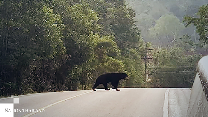 Wildlife re-emerges in national parks in absence of tourists Wildlife re-emerges in national parks in absence of tourists