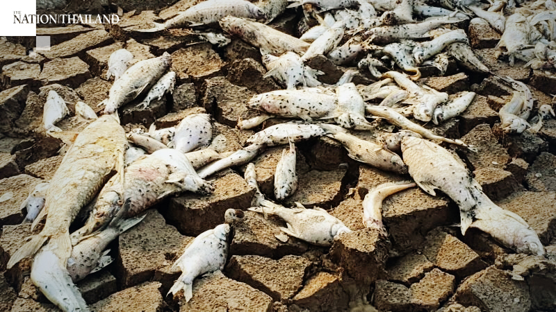 Severe drought kills fish, leaves Bueng Kluea lake almost dry Severe drought kills fish, leaves Bueng Kluea lake almost dry