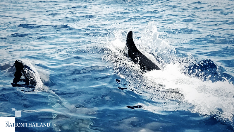 Bottlenose dolphins found near Similan Island Bottlenose dolphins found near Similan Island