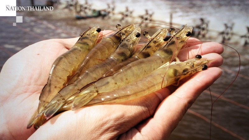 High production costs, low output hitting shrimp exports High production costs, low output hitting shrimp exports