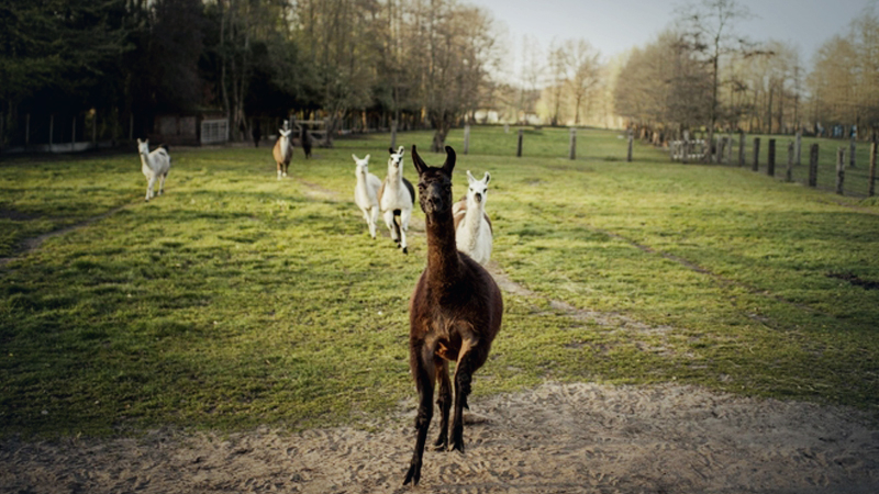 Quest for a coronavirus treatment involves door-to-door blood collection and a llama named Winter Quest for a coronavirus treatment involves door-to-door blood collection and a llama named Winter