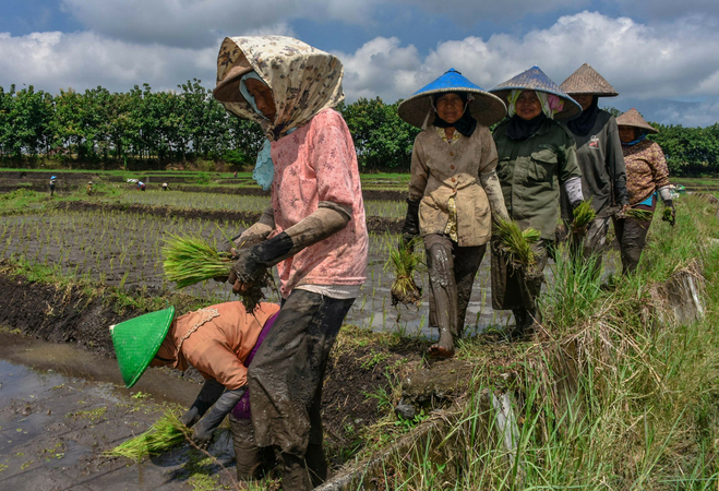 Virus, climate change cause food shortages in parts of Indonesia Virus, climate change cause food shortages in parts of Indonesia