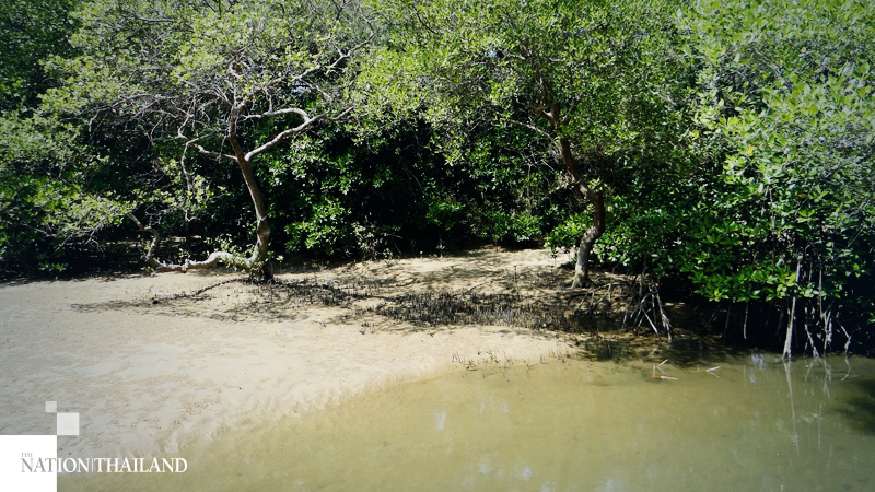 Thailand mangrove loss