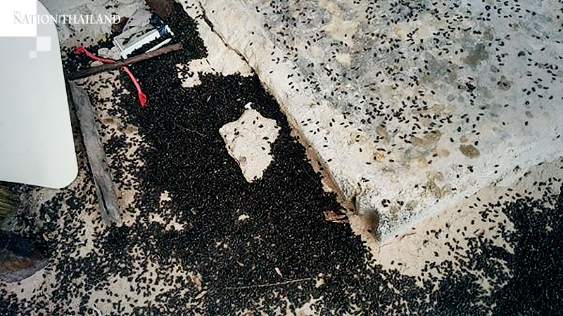 ‘Million-strong’ swarm of insects drives couple out of their Uthai Thani home ‘Million-strong’ swarm of insects drives couple out of their Uthai Thani home