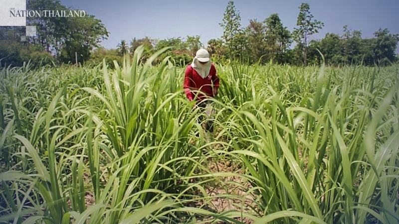 Farming body unhappy over ban on paraquat, chlorpyrifos Farming body unhappy over ban on paraquat, chlorpyrifos