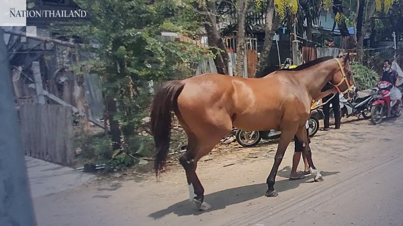 Phetchaburi targets African horse sickness with vaccine blitz Phetchaburi targets African horse sickness with vaccine blitz