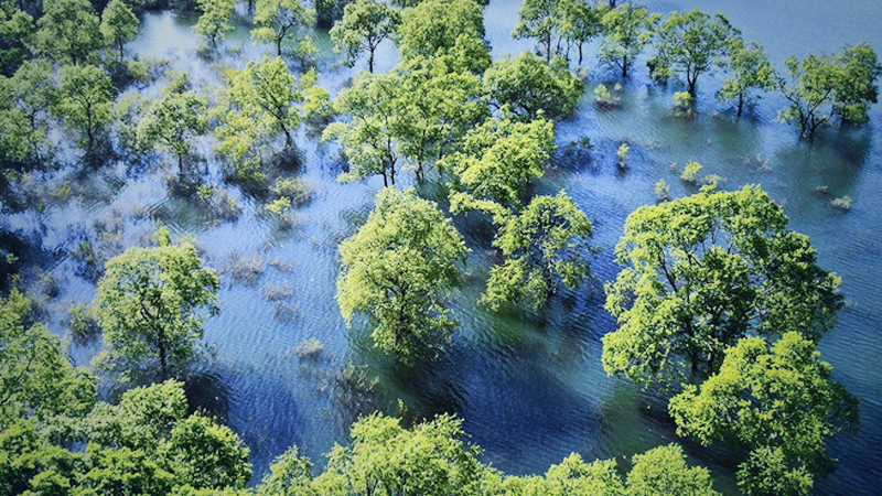 'Sunken forest' appears anew as snowmelt fills lake 'Sunken forest' appears anew as snowmelt fills lake