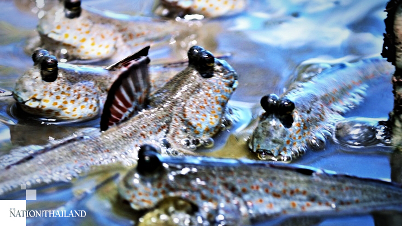 Krabi’s gold-spotted mudskippers flourish in absence of tourists Krabi’s gold-spotted mudskippers flourish in absence of tourists