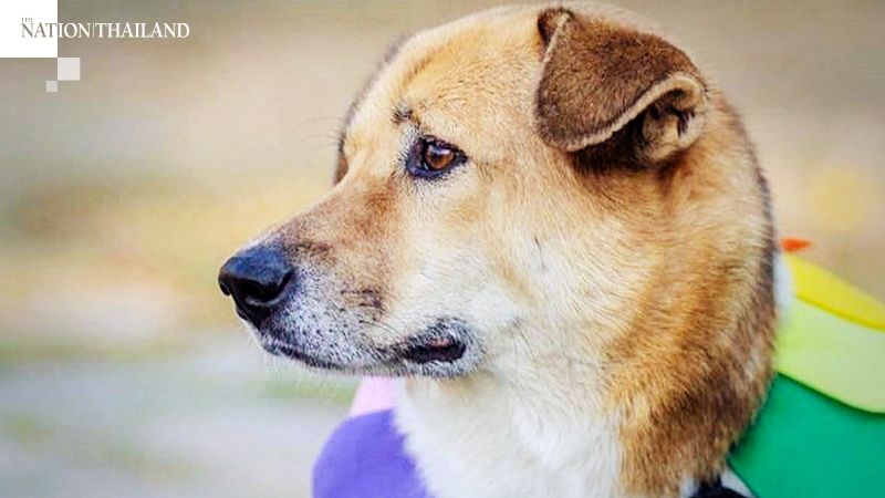 Police officer in Chiang Mai accused of torturing dog to death Police officer in Chiang Mai accused of torturing dog to death