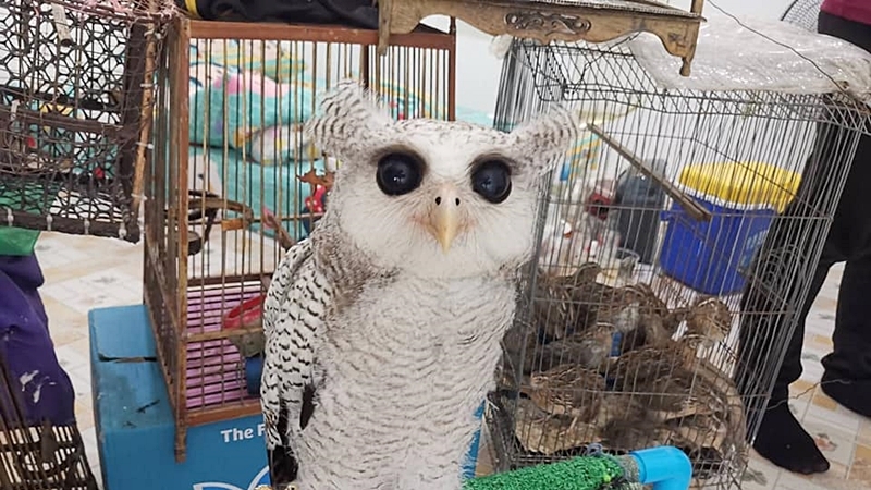 Illegal wildlife dealer snared in sting operation Illegal wildlife dealer snared in sting operation