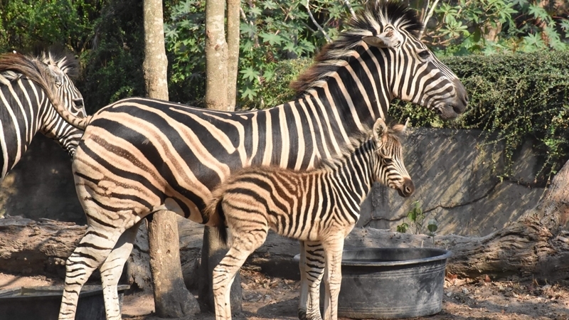 Zebras on quarantine list after importing deadly horse disease Zebras on quarantine list after importing deadly horse disease
