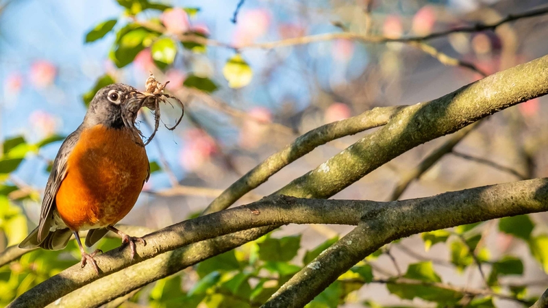 A robin is among the regular visitors to Washington Post columnist John Kelly's backyard. Watching birds is a way to take one's mind off the pandemic shutdowns. MUST CREDIT: Washington Post photo by John Kelly.