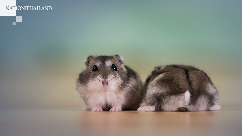 Experiments with hamsters show effectiveness of masks in staving off infection Experiments with hamsters show effectiveness of masks in staving off infection