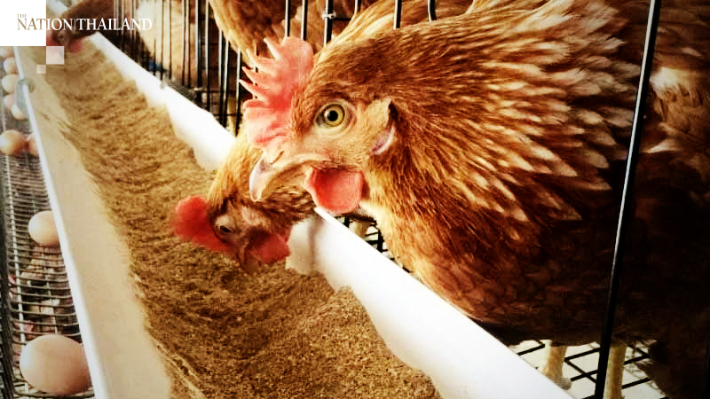 Egg board releases measures to deal with oversupply Egg board releases measures to deal with oversupply
